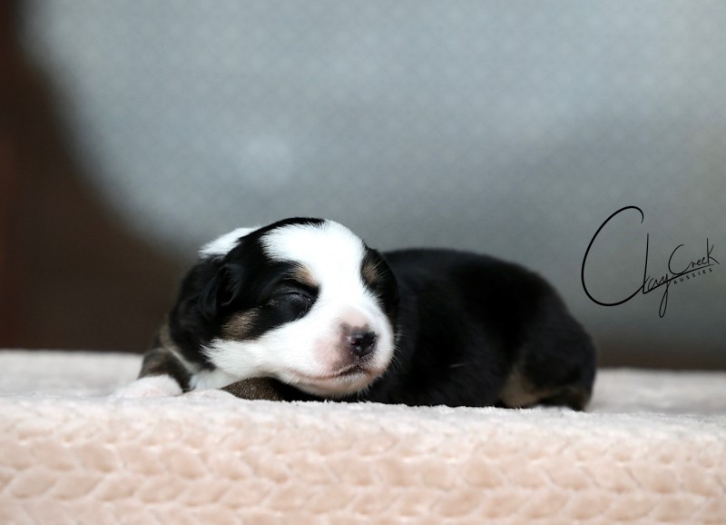 Clay Creek Aussies proudly presents Willow a black tri female with blue eyes. cca_Nighti_btf_Willow