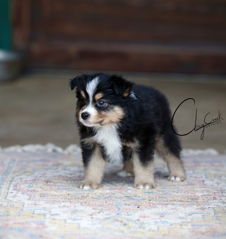 Clay Creek Aussies is proud to present Bean, a black tri male with brown eyes. clay_creek_aussies_Bean