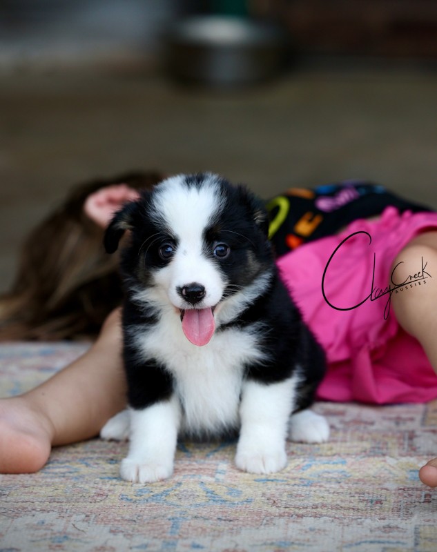 Clay Creek Aussies proudly presents Disco, a black tri female with blue eyes. clay_creek_disco