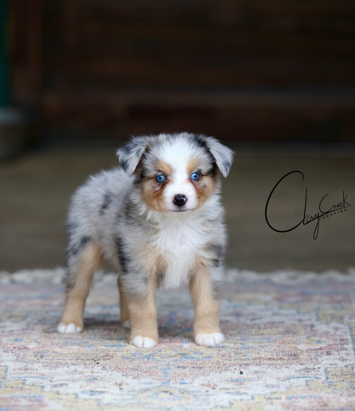Clay Creek Aussies proudly presents Dunkin a blue merle male with blue eyes. clay_creek_aussies_Dunkin