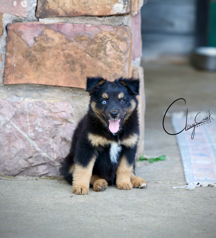Clay Creek proudly presents Freddy Kreuger, a minimal white black tri male. clay_creek_freddy