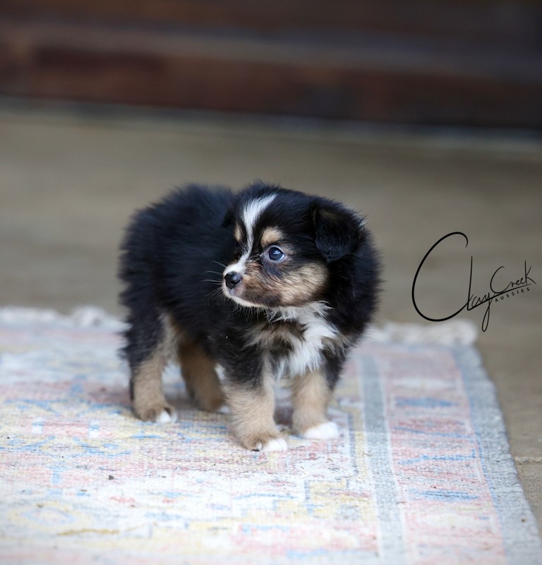 Clay Creek Aussies proudly presents Joe, a tiny black tri male with brown eyes. clay_creek_aussies_joe