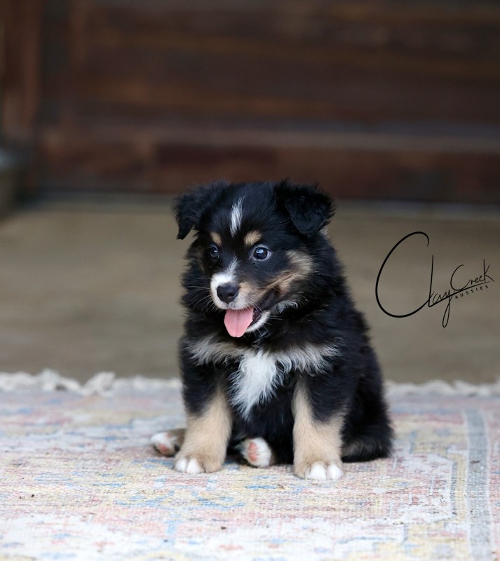 Clay Creek Aussies proudly presents Kona, a black tri male with brown eyes. clay_creek_aussies_kona