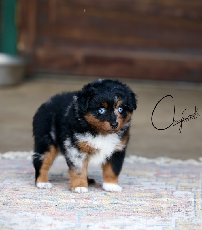 Clay Creek Aussies proudly presents Moon, a stunning blue merle male. clay_creek_moon