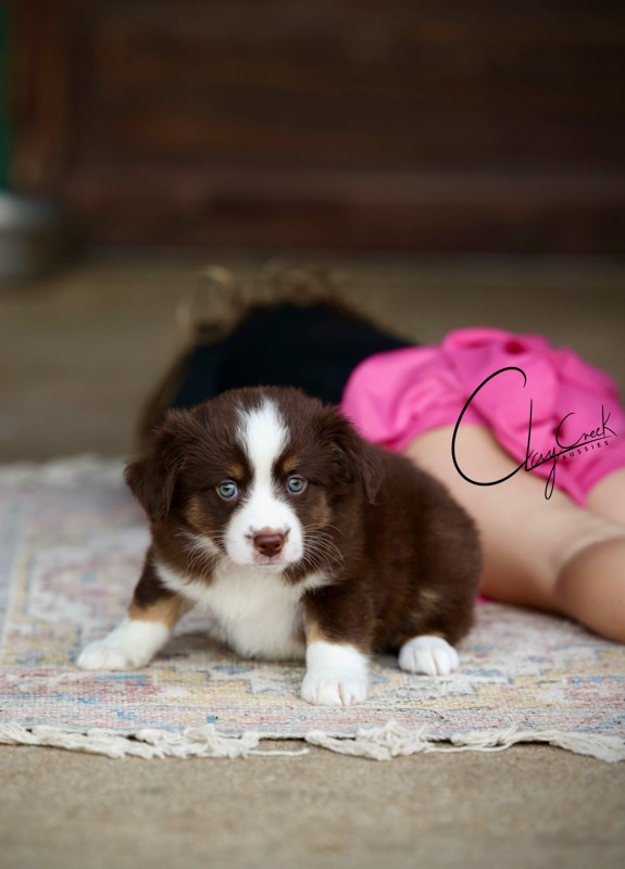 Clay Creek Aussies proudly presents Salsa, a red tri femalw with blue eues. clay_creek_salsa