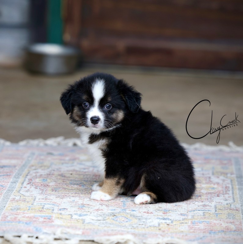 Clay Creek Aussies proudly presents Shuffle, a black tri male. clay_creek_shuffle