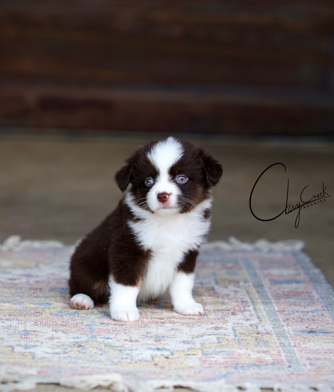 Clay Creek Aussies proudly presents Swing, a red tri male with blue eyes. clay_creel_swing