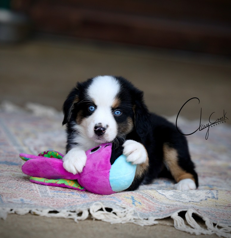 Clay Creek Aussies proudly presents Tango, a black tri female with blue eyes. clay_creeks_tango