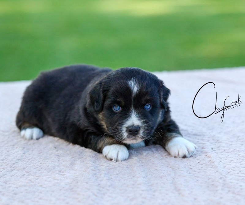 Clay Creek Aussies proudly presents Martin a black tri male with blue eyes. cca_crickets_btm_martin