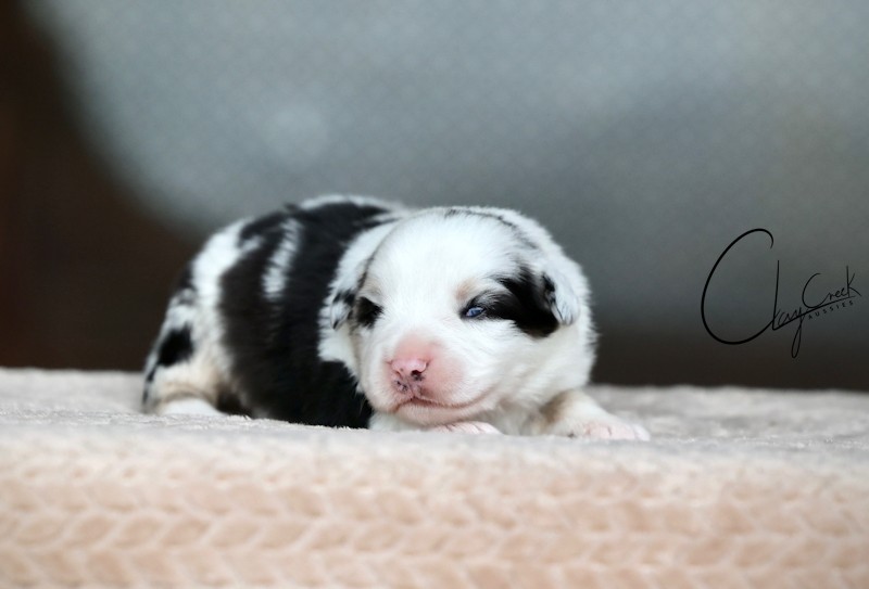Clay Creek Aussies proudly presents Peony a blue merle female with blue eyes. cca_nighti_bmf_Peony