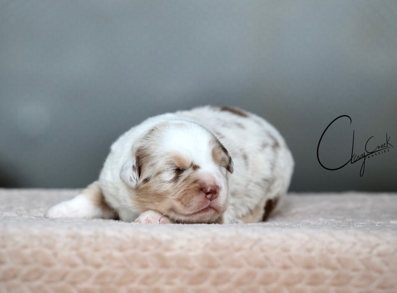 Clay Creek Aussies proudly presents Spider a red merle male with blue eyes. cca_nighti_rmm_spider