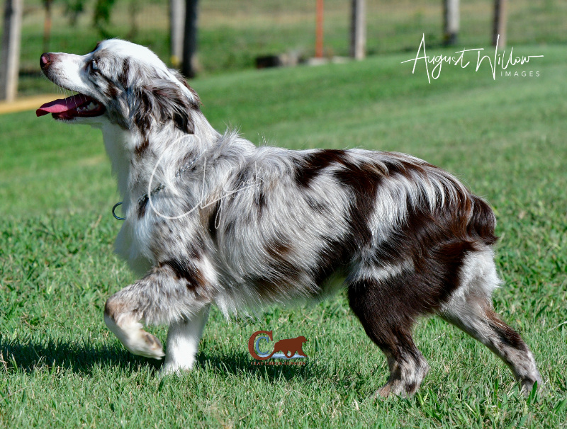 Clay Creek Aussies' Kimber is a dark liver red merle and stands 13 inches.