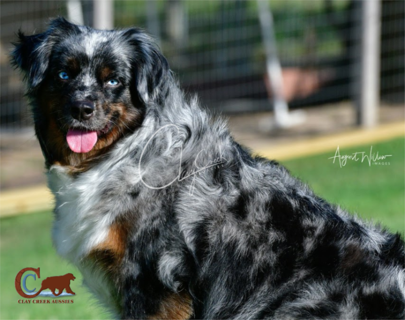 Minimal merle outlet australian shepherd