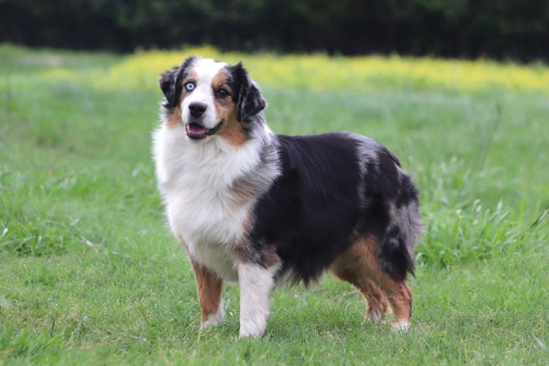 clay_creek_aussies_riata