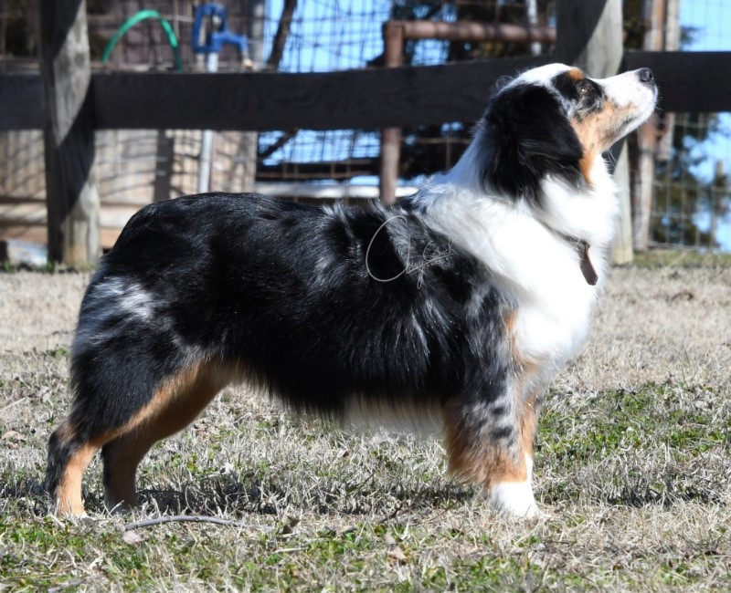 Minimal blue hot sale merle australian shepherd