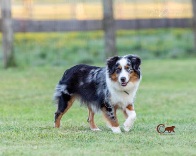 clay creek aussies Mesa 2