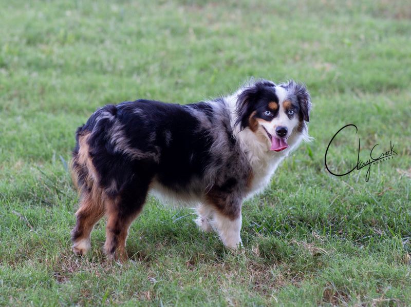 clay creek aussies Aspen 