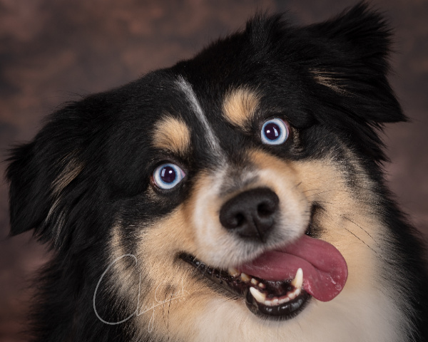 Clay Creek Aussies' Nash is a minimal white double blue eyed black tri with a nice broad head, wide muzzle and great bone structure.