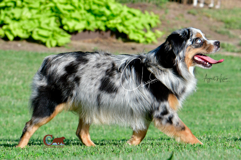 Clay Creeks Aussies' Reese is a dark blue merle with deep copper and has two beautiful blue eyes.