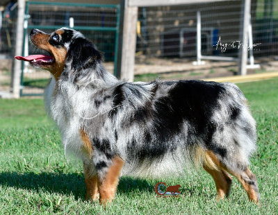 Reese is a dark blue merle with deep copper and has two beautiful blue eyes.