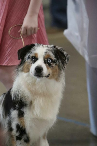 Clay Creek Aussies is proud to announce the addition of Stash to our amazing female lineup. clay_creek_aussies_stash_face