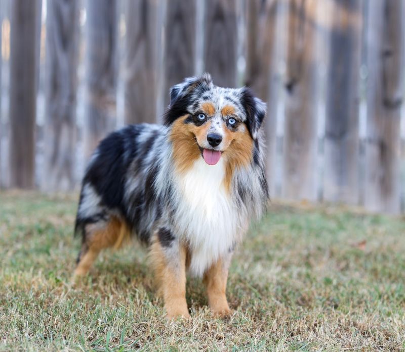 Clay Creek Aussies is proud to present Trio a blue merle male Australian Shepherd. clay_creeks_trio
