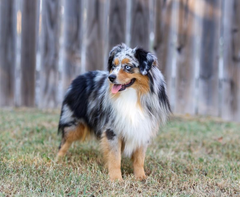 Clay Creek Aussies is so excited to add Trio to our stud lineup. clay_creek_trio1