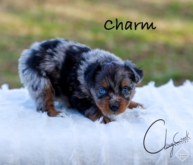 clay_creek_aussies_charm