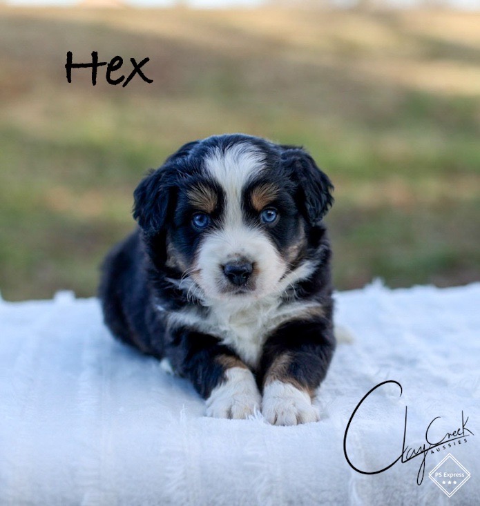 clay_creek_aussies_hex