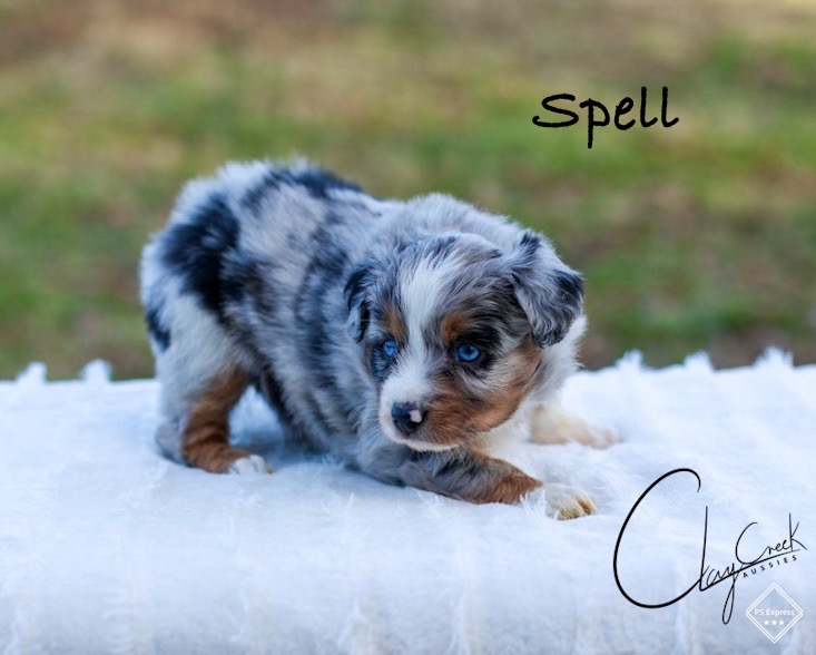 clay_creek_aussies_spell