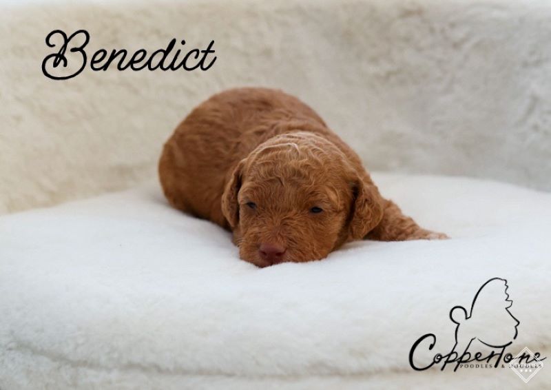 coppertone_benedict