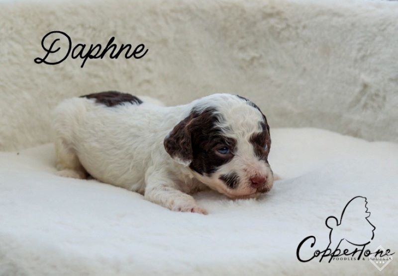 coppertone_daphne