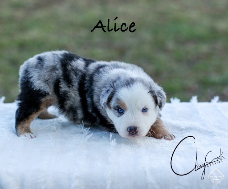 clay_creek_aussoes_alice