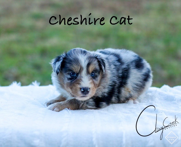 clay_creek_aussies_cheshire-cat