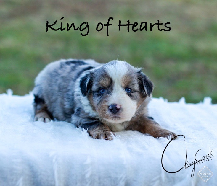 clay_creek_aussies_king_of_hearts