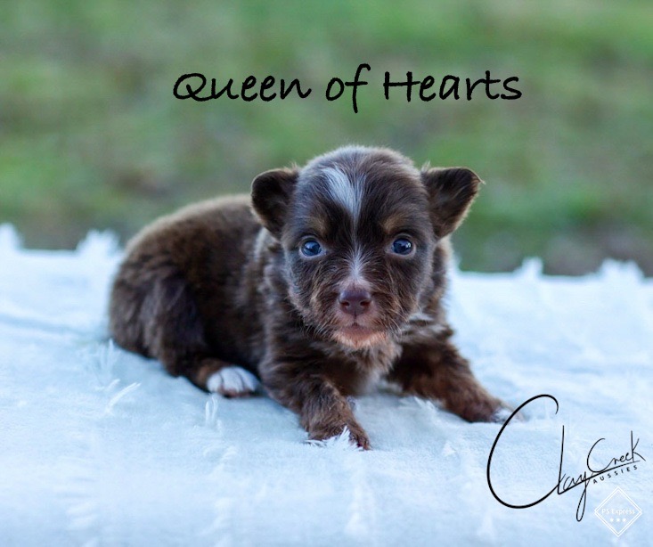 clay_creek_aussies_queen_of_hearts