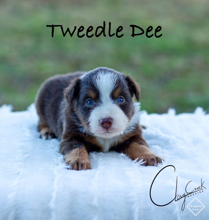 clay_creek_aussies_tweedle_dee