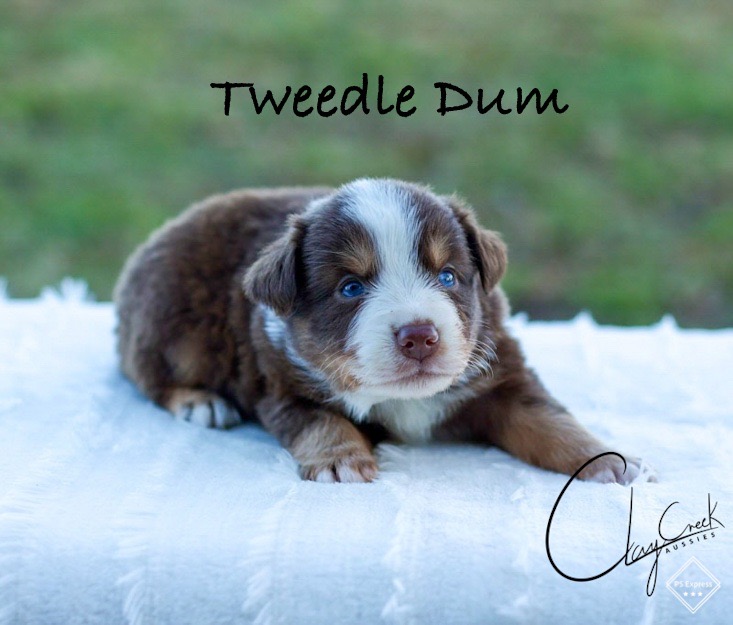 clay_creek_aussies_tweedle_dum