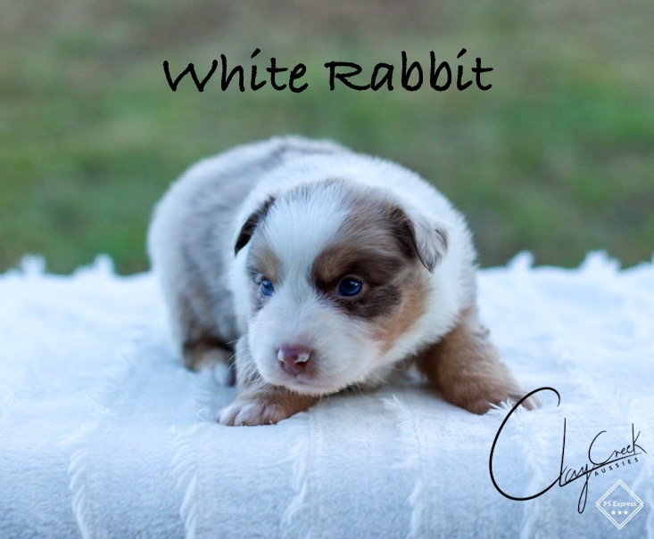 clay_creek_aussies_white_rabbit