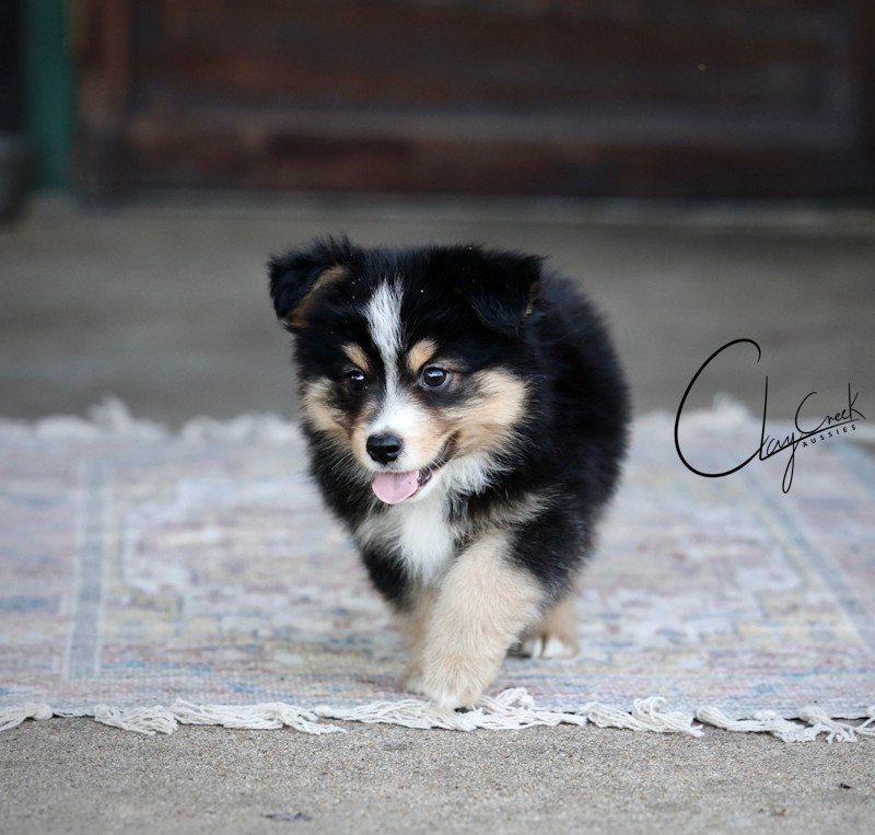 clay_creek_aussies_Bean