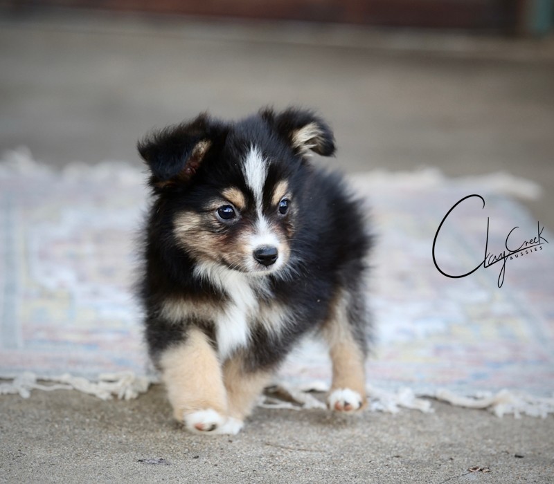 clay_creek_aussies_joe