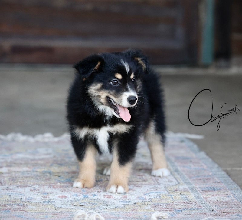 clay_creek_aussies_kona