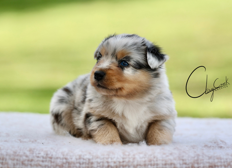 clay_creek_leatherface