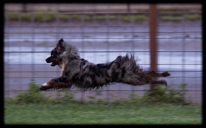 Clay Creek Aussies Tootsie a blue merle female playing in the mud.